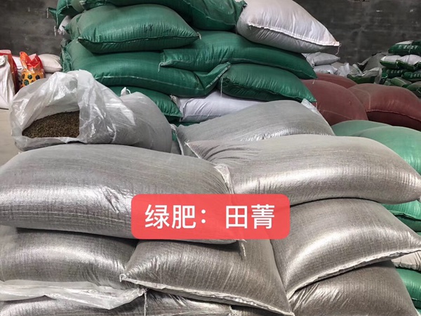 田菁種子 田菁種子