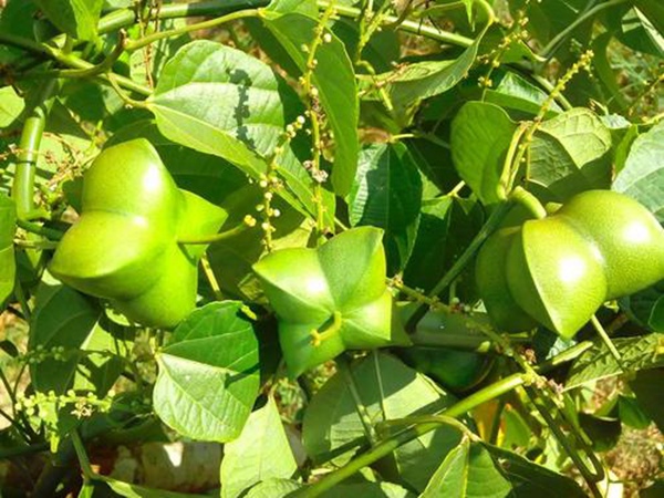 印加果種子多少錢(qián)一斤,印加果種子批發(fā)價(jià)格