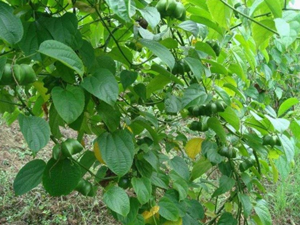 印加果種子多少錢(qián)一斤,印加果種子批發(fā)價(jià)格