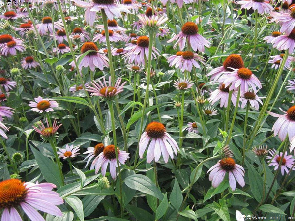 紫松果菊 紫松果菊