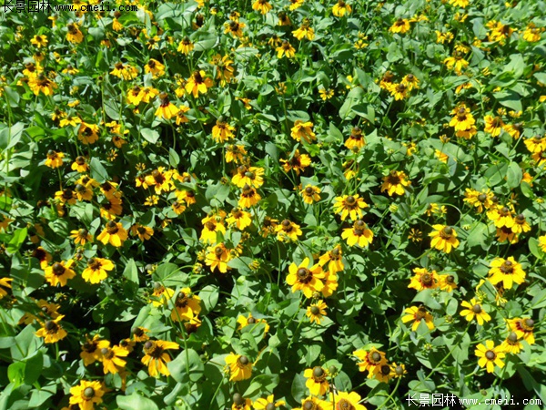 草原松果菊 草原松果菊