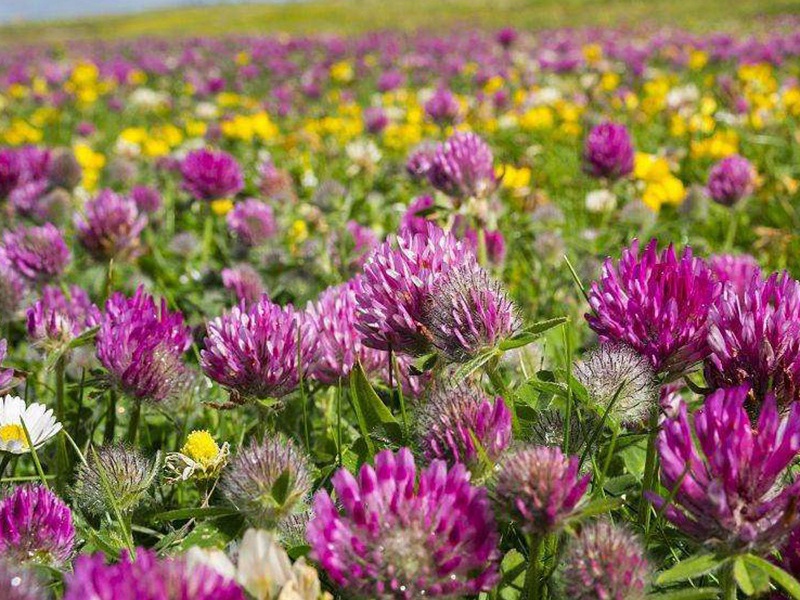 紅三葉種子 紅三葉種子