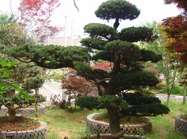 1648544026293395.jpg 五針松5.jpg