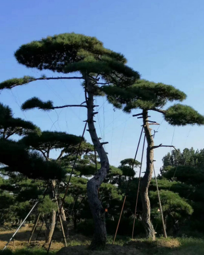 1648544110259770.png 1648544110259770.png