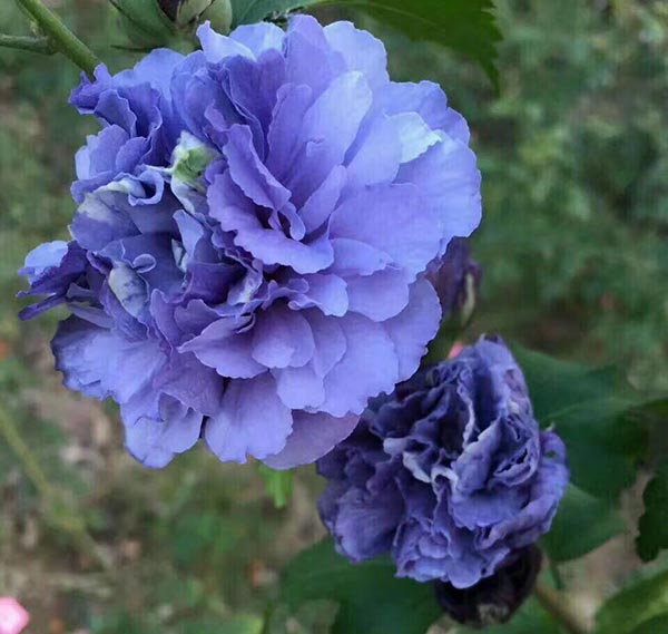 1650002267240694.jpg 1650002267240694.jpg