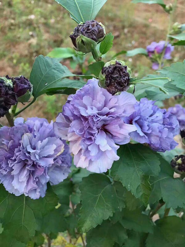 1650002267319765.jpg 1650002267319765.jpg