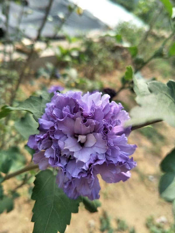 1650002267774992.jpg 1650002267774992.jpg