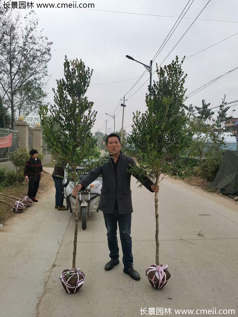 小葉黃楊樹 小葉黃楊樹