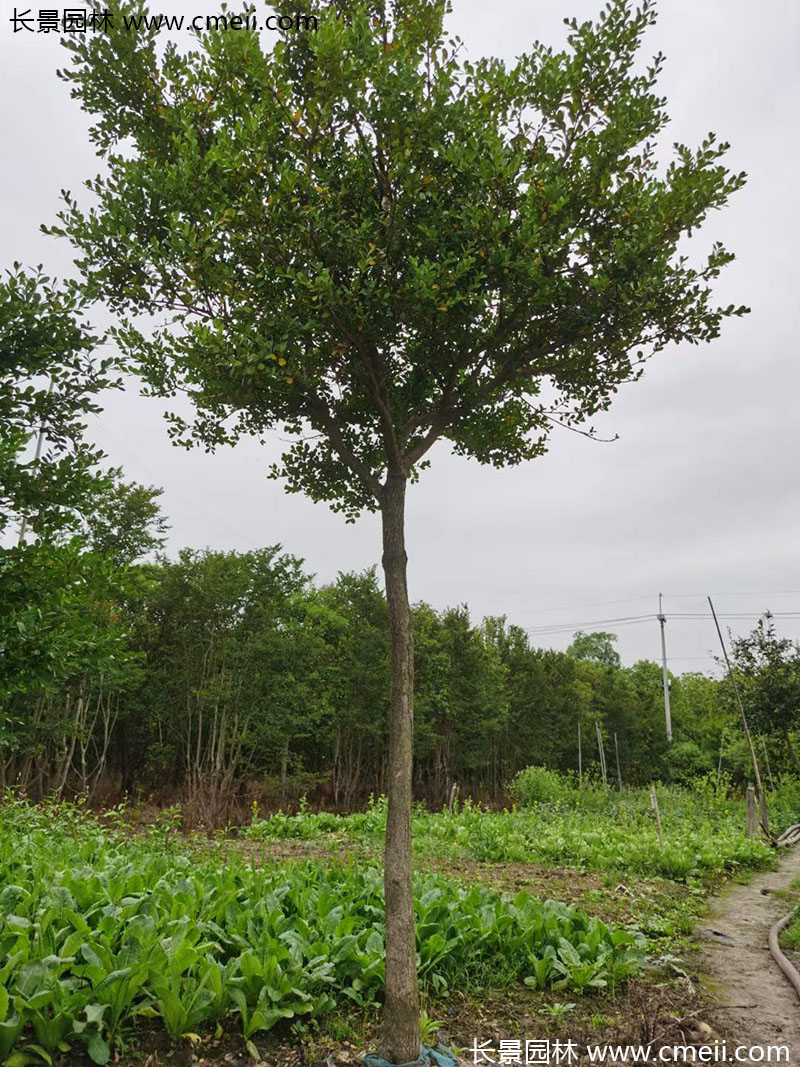 小葉黃楊樹 小葉黃楊樹