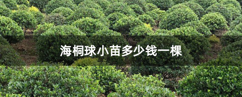 海桐球小苗多少錢一棵