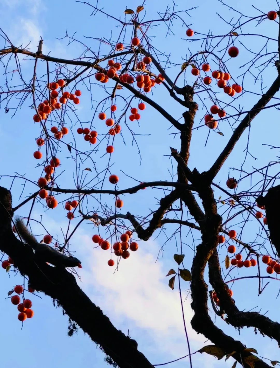 1673082262648531.jpg 微信圖片_20230107170332.jpg