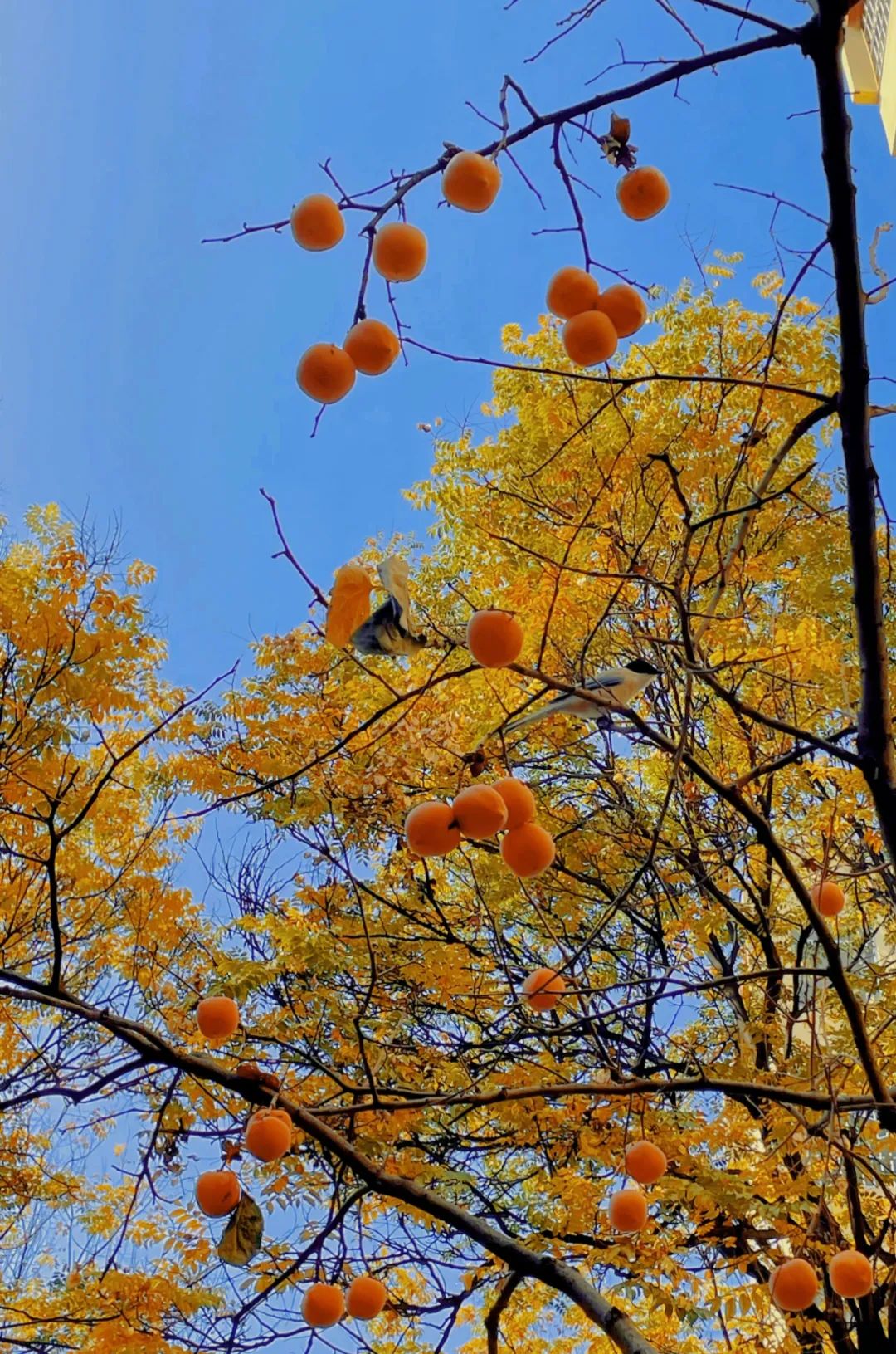 1673082281930817.jpg 微信圖片_20230107170341.jpg