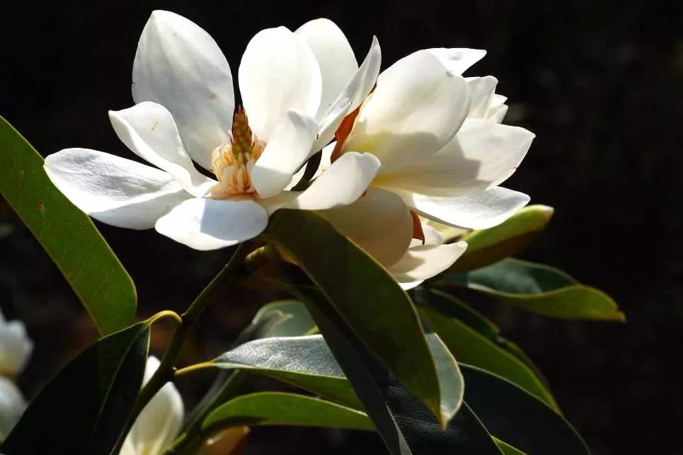 1673452773866523.jpg 微信圖片_20230111235850.jpg