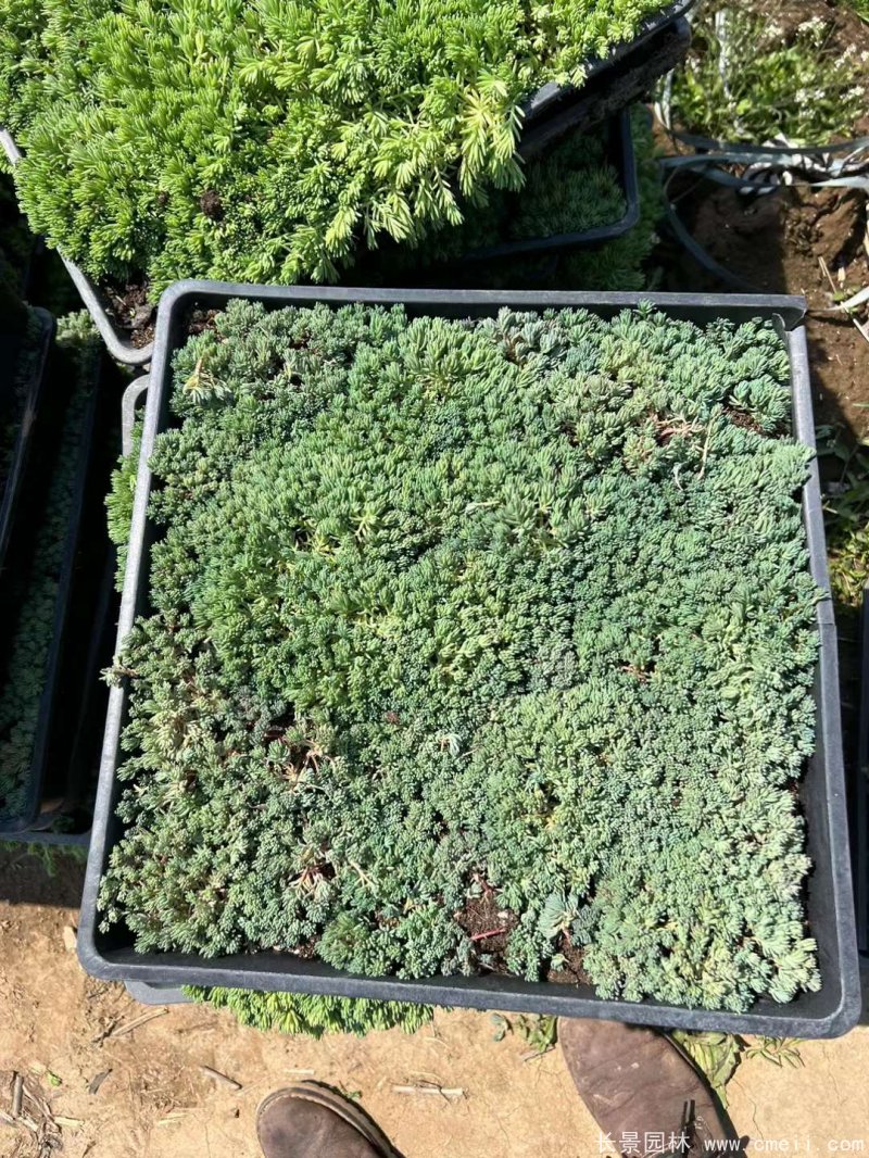 中華景天托盤苗 中華景天托盤苗