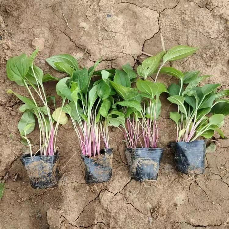 紫錐菊 來自長(zhǎng)景園林 紫錐菊 來自長(zhǎng)景園林