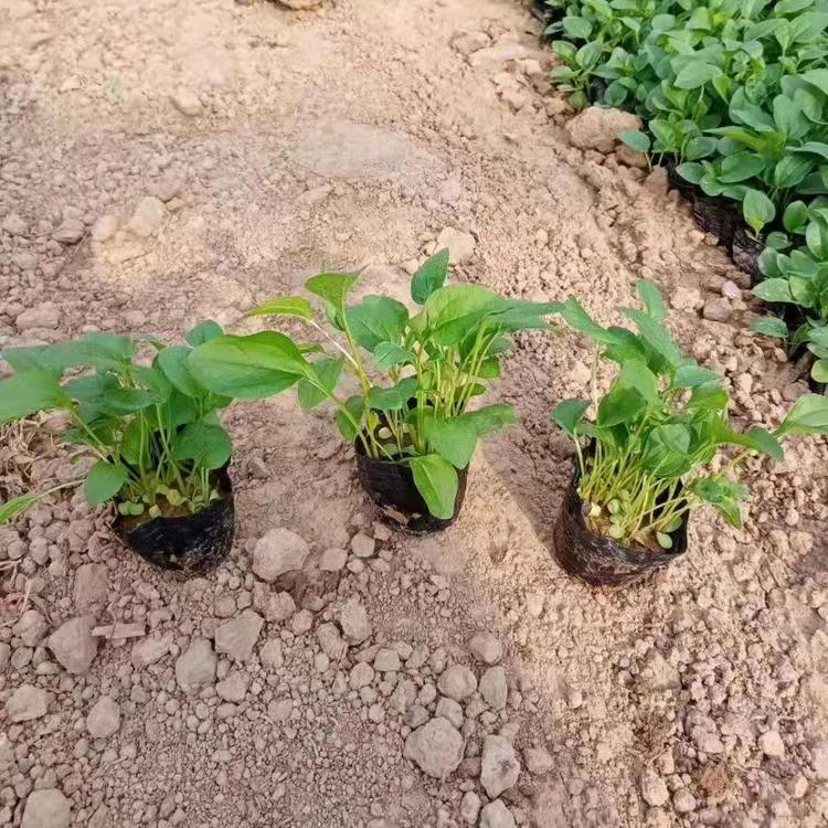 紫錐菊 來自長(zhǎng)景園林 紫錐菊 來自長(zhǎng)景園林