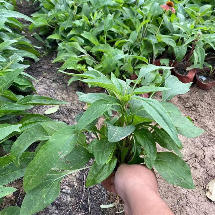 紫錐菊 來自長(zhǎng)景園林 紫錐菊 來自長(zhǎng)景園林