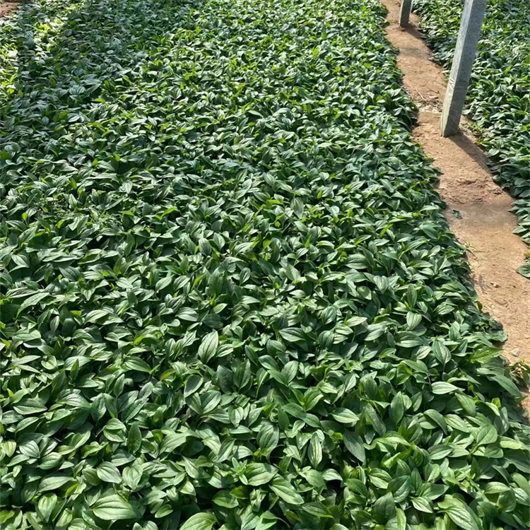 紫錐菊 來自長(zhǎng)景園林 紫錐菊 來自長(zhǎng)景園林