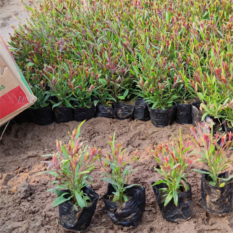 山桃草盆苗 山桃草盆苗