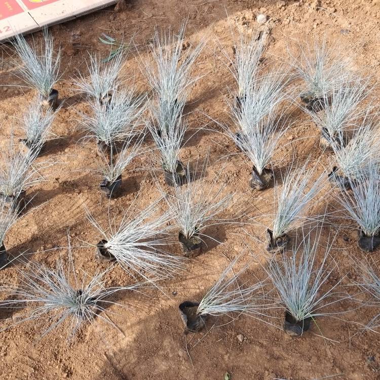 藍羊茅盆苗 藍羊茅盆苗