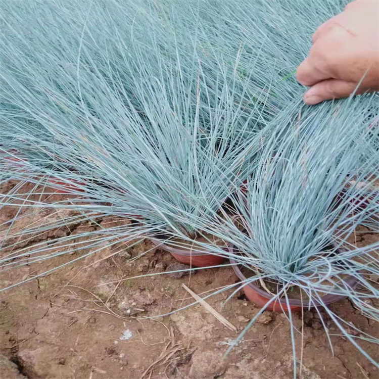藍羊茅盆苗 藍羊茅盆苗