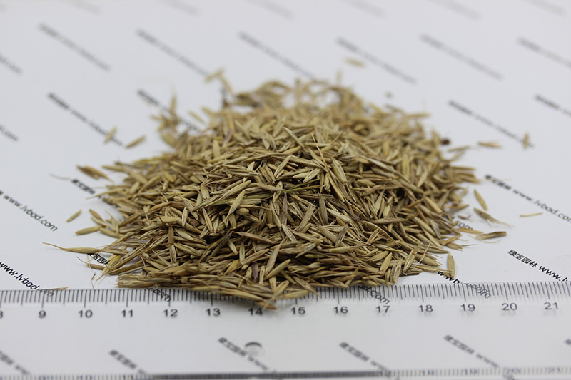 老芒麥種子 老芒麥種子