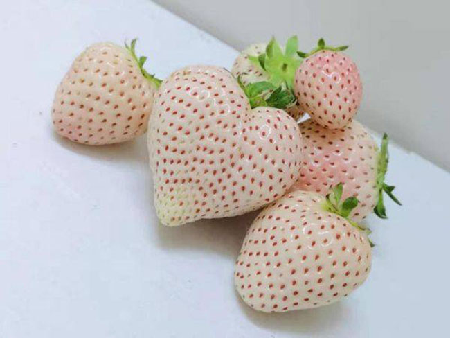 白草莓市場行情怎么樣？白草莓種植前景如何？