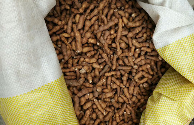 野生蕨麻有什么功效?蕨麻的功效與作用