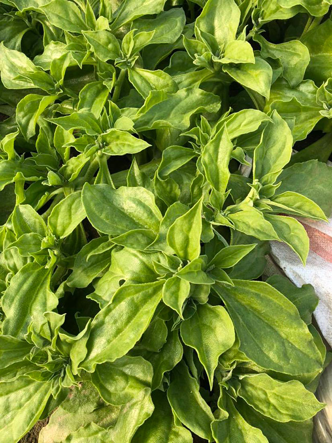 冰草又名冰菜，近幾年在市場上是極為熱銷的綠色菜品。冰草營養(yǎng)價值高，吃起來口感鮮美，營養(yǎng)價值高，市場價格很高，種植經(jīng)濟效益很不錯。冰草以前我國是沒有的，它原產(chǎn)非洲，后來因為經(jīng)濟營養(yǎng)價值高，引種種植，目前的發(fā)展前景很不錯。那么美，種植冰草有前景嗎?種植冰草收入怎樣?下面我們一起來看看吧!  一、種植冰草有前景嗎? 冰草是一種新的特色食材，它的表面有水滴狀的結(jié)晶，看起來表面結(jié)了一層冰，所以取名冰菜。冰草吃起來爽口、多汁，營養(yǎng)價值高，一公斤售價十幾元，很受市場歡迎。冰草的生長期長達6個月，一年可以種植兩茬，畝產(chǎn)量高達3000公斤，按照現(xiàn)在的行情，每公斤冰菜可以賣到10元，種植效益非常可觀。冰草不僅可以食用，還能起到美容、預(yù)防三高的作用，種植前景很不錯。  二、種植冰草收入怎樣? 冰草是一種比較爽口的蔬菜，食用方法也很多，用它配上一些芝麻醬，然后蘸著醬，非常好吃。冰草是我國產(chǎn)的，它是從非洲引進來的，種植的時候要提高肥水的使用效率，這樣有助于增產(chǎn)。冰草口感脆嫩，以做涼拌菜為主。冰草屬于高端蔬菜，多數(shù)從大連等地引進，售價高達30元每公斤。從去年春天開始，范學(xué)江經(jīng)朋友介紹開始嘗試種植冰菜，經(jīng)過一年的嘗試，發(fā)現(xiàn)種植冰草的收入很可觀，產(chǎn)地收購價10元每公斤，一畝地可產(chǎn)3000公斤，那么一畝地最低收益3萬元。  三、種植冰草的方法 1、播種 冰草種子小，浸種催芽，播種溫度控制在20℃，薄土覆蓋，播種后35—40天可出芽，培育苗高5厘米左右就可以移栽入圃了。 2、移栽 冰菜耐干旱性強，透氣好、排水良好的土壤種植效果好，移栽幼苗的時候注意溫度和光照，株距為30~40cm，控制行距，移栽后澆一次大水，緩苗大約10左右恢復(fù)長勢。 3、管理 給冰菜澆水的時候添加點食用鹽，葉面出現(xiàn)萎蔫的時候就可以澆水了，時間盡量清晨，溫度在10~30℃生長快，低于10℃發(fā)生凍害，夏季養(yǎng)護采取遮光措施。 4、采收 葉面附著的結(jié)晶成型之后就是冰菜采收的時間，一般2個月左右就可采收，生長高度在10cm左右。采收后的蔬菜需要低溫環(huán)境中保存，環(huán)境溫度過高，會導(dǎo)致冰草變質(zhì)。 以上就是關(guān)于種植冰草有前景嗎和種植冰草收入怎樣的相關(guān)介紹，冰草產(chǎn)地批發(fā)報價可到中國花木網(wǎng)查詢，以上價格信息均是花木網(wǎng)商家提供的實時報價，不過因為苗木行情變化較大，所以僅供參考，采購冰草可查詢商家電話詢價。