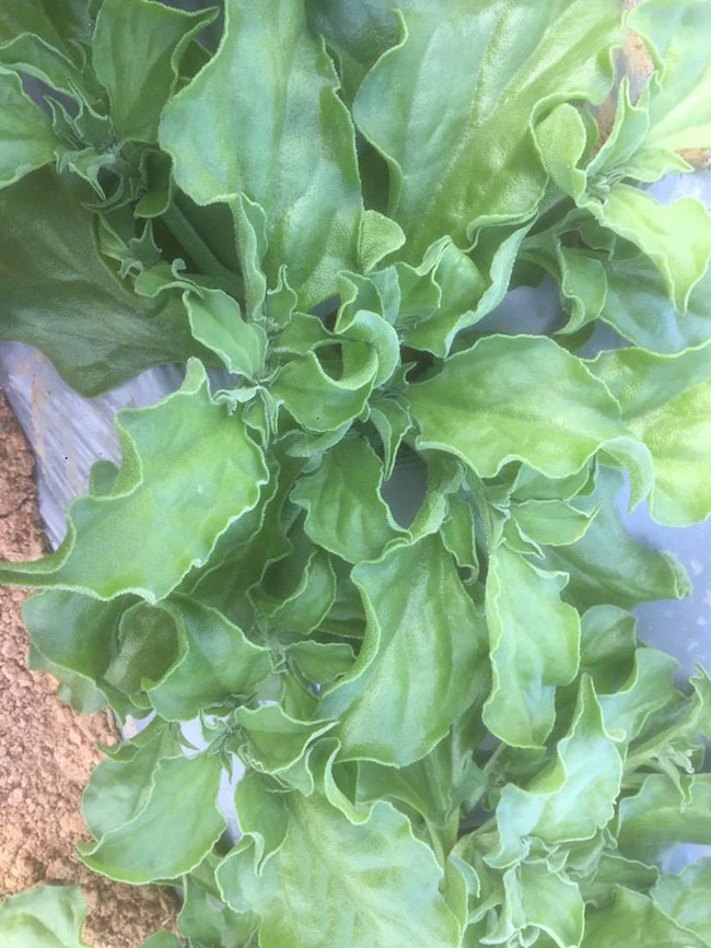 冰草又名冰菜，近幾年在市場上是極為熱銷的綠色菜品。冰草營養(yǎng)價值高，吃起來口感鮮美，營養(yǎng)價值高，市場價格很高，種植經(jīng)濟效益很不錯。冰草以前我國是沒有的，它原產(chǎn)非洲，后來因為經(jīng)濟營養(yǎng)價值高，引種種植，目前的發(fā)展前景很不錯。那么美，種植冰草有前景嗎?種植冰草收入怎樣?下面我們一起來看看吧!  一、種植冰草有前景嗎? 冰草是一種新的特色食材，它的表面有水滴狀的結(jié)晶，看起來表面結(jié)了一層冰，所以取名冰菜。冰草吃起來爽口、多汁，營養(yǎng)價值高，一公斤售價十幾元，很受市場歡迎。冰草的生長期長達6個月，一年可以種植兩茬，畝產(chǎn)量高達3000公斤，按照現(xiàn)在的行情，每公斤冰菜可以賣到10元，種植效益非常可觀。冰草不僅可以食用，還能起到美容、預(yù)防三高的作用，種植前景很不錯。  二、種植冰草收入怎樣? 冰草是一種比較爽口的蔬菜，食用方法也很多，用它配上一些芝麻醬，然后蘸著醬，非常好吃。冰草是我國產(chǎn)的，它是從非洲引進來的，種植的時候要提高肥水的使用效率，這樣有助于增產(chǎn)。冰草口感脆嫩，以做涼拌菜為主。冰草屬于高端蔬菜，多數(shù)從大連等地引進，售價高達30元每公斤。從去年春天開始，范學(xué)江經(jīng)朋友介紹開始嘗試種植冰菜，經(jīng)過一年的嘗試，發(fā)現(xiàn)種植冰草的收入很可觀，產(chǎn)地收購價10元每公斤，一畝地可產(chǎn)3000公斤，那么一畝地最低收益3萬元。  三、種植冰草的方法 1、播種 冰草種子小，浸種催芽，播種溫度控制在20℃，薄土覆蓋，播種后35—40天可出芽，培育苗高5厘米左右就可以移栽入圃了。 2、移栽 冰菜耐干旱性強，透氣好、排水良好的土壤種植效果好，移栽幼苗的時候注意溫度和光照，株距為30~40cm，控制行距，移栽后澆一次大水，緩苗大約10左右恢復(fù)長勢。 3、管理 給冰菜澆水的時候添加點食用鹽，葉面出現(xiàn)萎蔫的時候就可以澆水了，時間盡量清晨，溫度在10~30℃生長快，低于10℃發(fā)生凍害，夏季養(yǎng)護采取遮光措施。 4、采收 葉面附著的結(jié)晶成型之后就是冰菜采收的時間，一般2個月左右就可采收，生長高度在10cm左右。采收后的蔬菜需要低溫環(huán)境中保存，環(huán)境溫度過高，會導(dǎo)致冰草變質(zhì)。 以上就是關(guān)于種植冰草有前景嗎和種植冰草收入怎樣的相關(guān)介紹，冰草產(chǎn)地批發(fā)報價可到中國花木網(wǎng)查詢，以上價格信息均是花木網(wǎng)商家提供的實時報價，不過因為苗木行情變化較大，所以僅供參考，采購冰草可查詢商家電話詢價。