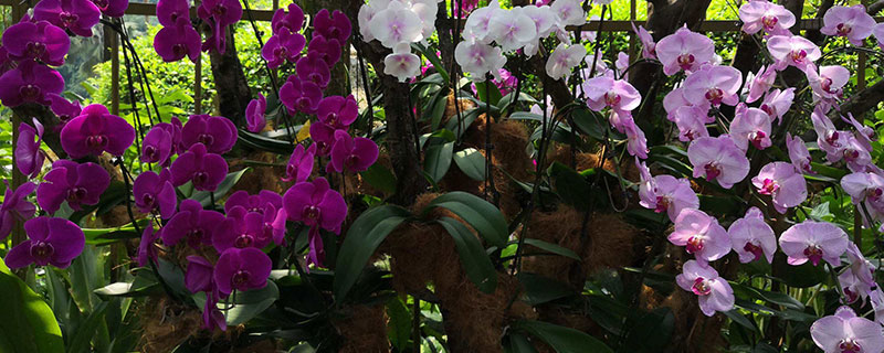 新加坡國(guó)花是什么花