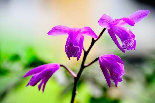 白芨的花 白芨的花