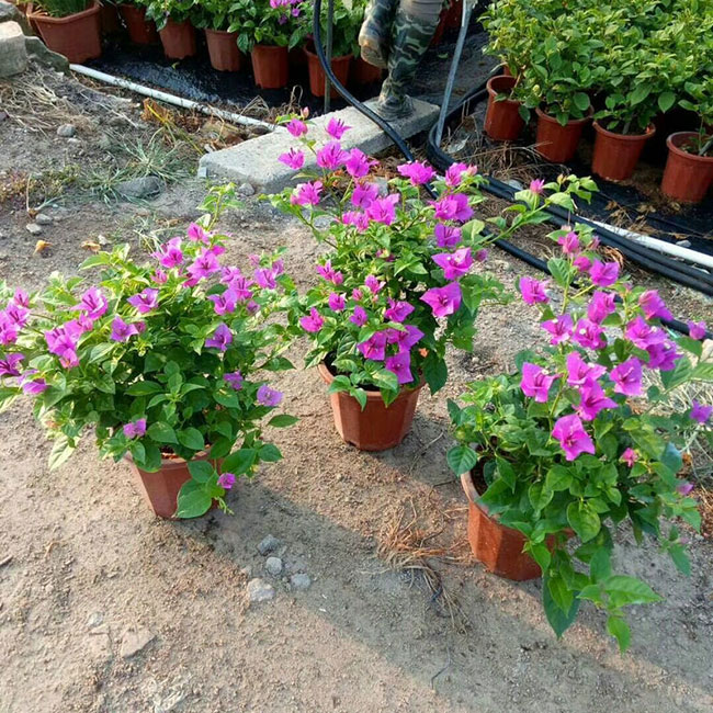 三角梅產(chǎn)地的在哪里?中國最大三角梅的產(chǎn)地