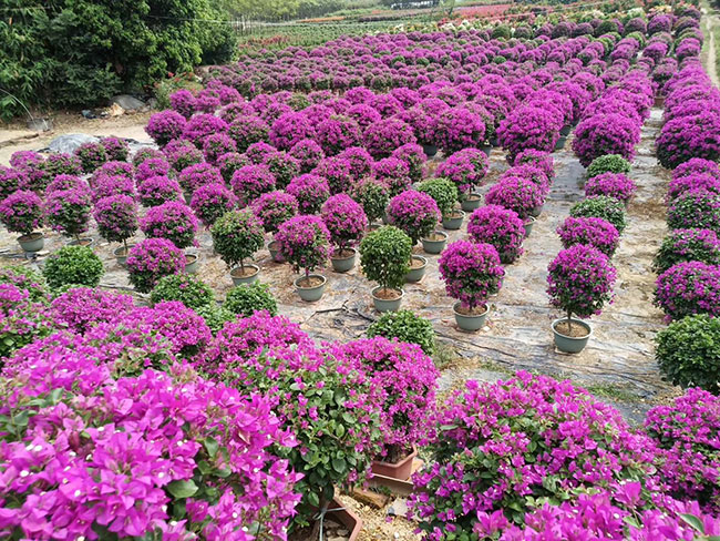 三角梅產(chǎn)地的在哪里?中國最大三角梅的產(chǎn)地g