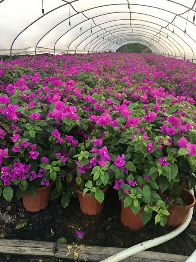 三角梅產(chǎn)地的在哪里?中國最大三角梅的產(chǎn)地