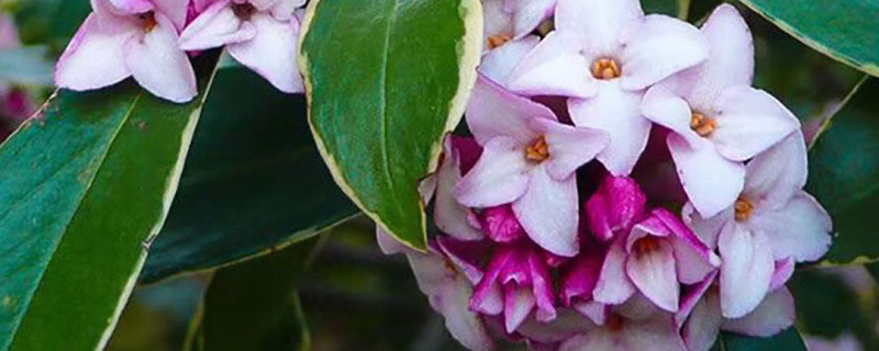 庭院冬天適合栽什么花 庭院冬天適合栽什么花