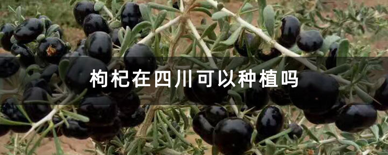 枸杞在四川可以種植嗎
