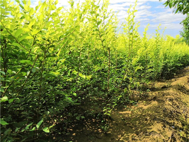 金葉榆籬種植基地實拍圖片