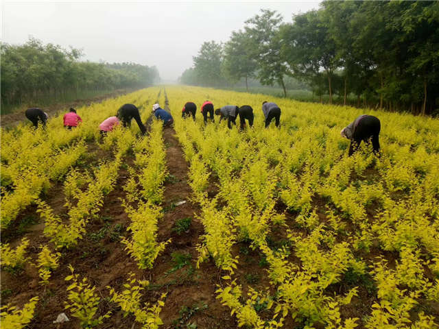 金葉榆籬種植基地實拍圖片