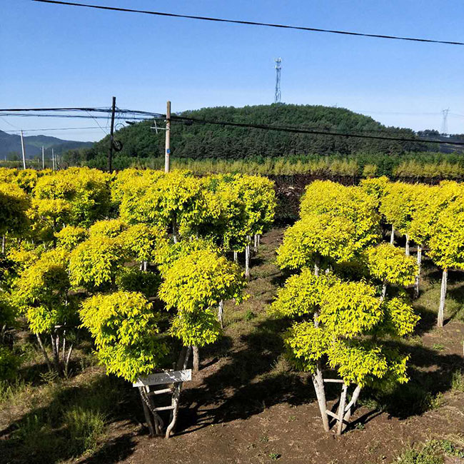 金葉榆球怎么修剪?金葉榆球型修剪方法