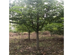 大喬木 行道樹類 路邊種植高大苗