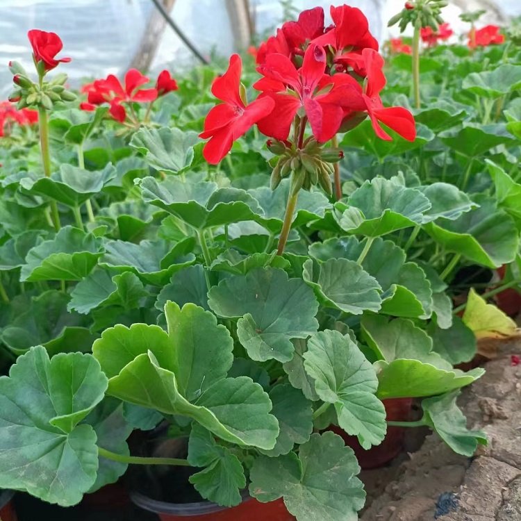 天竺葵 天竺葵